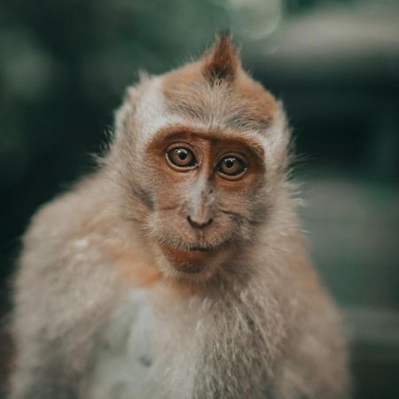 Villa Seremi Ubud Payangan Εξωτερικό φωτογραφία