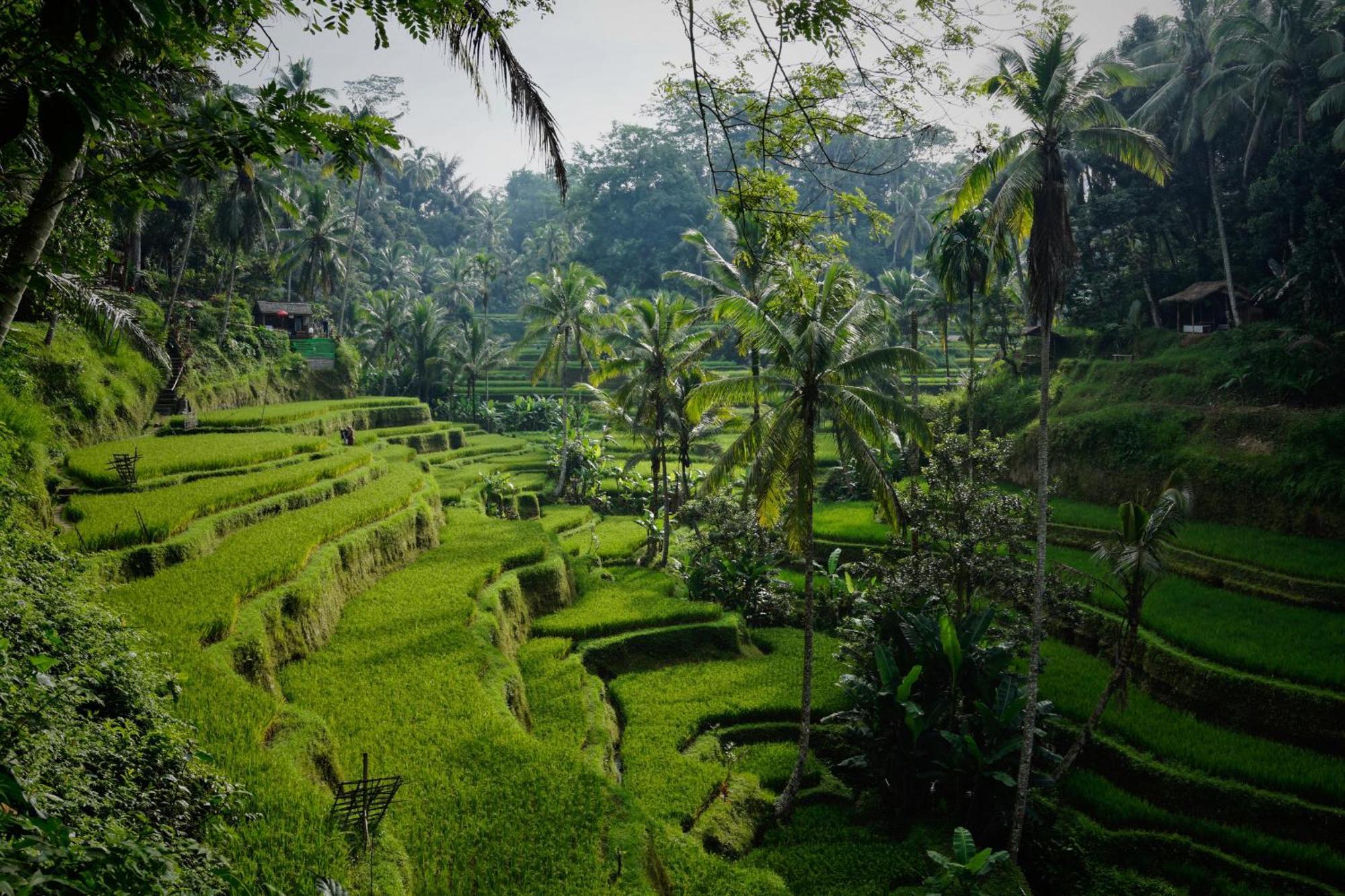 Villa Seremi Ubud Payangan Εξωτερικό φωτογραφία